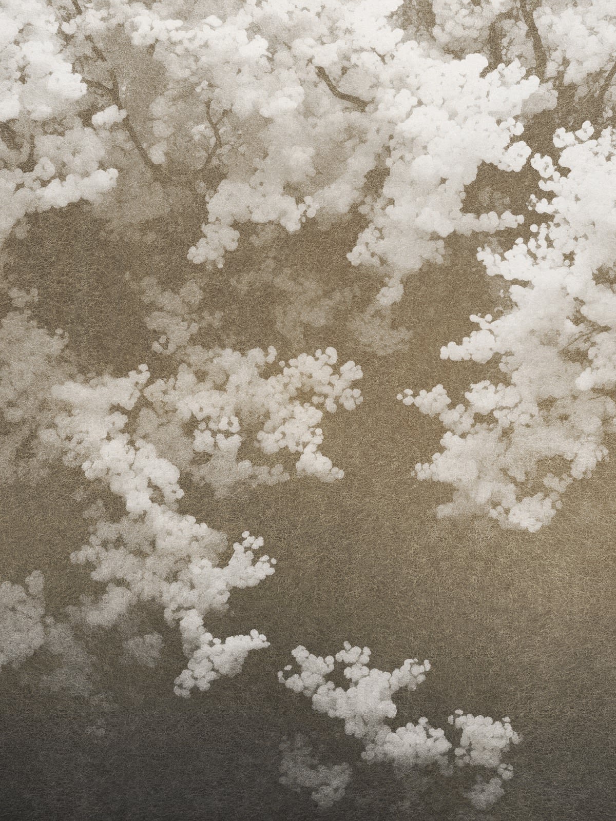 Paul Cupido, Sakura Murmure, 2024