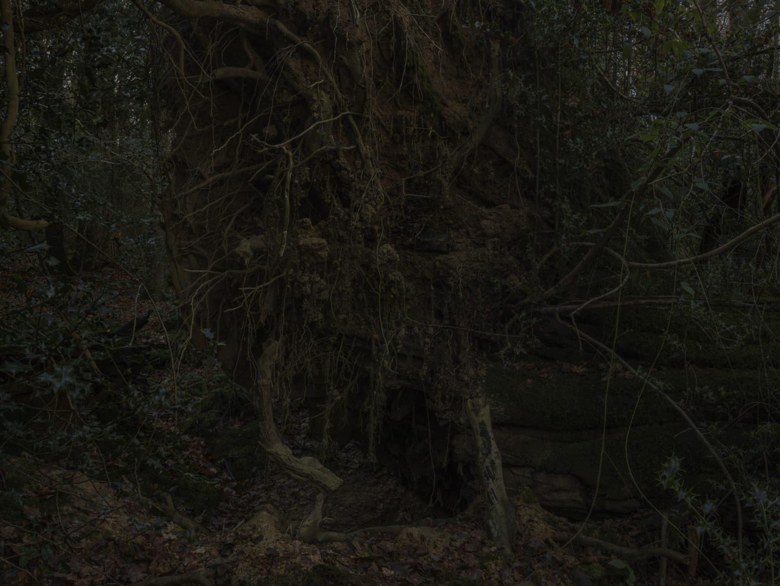 Simon Roberts, Weeds and the Wilderness #5, 2019