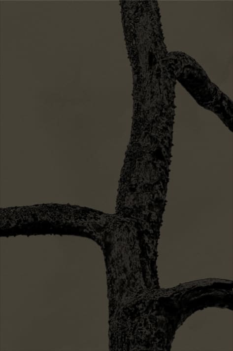 Paul Cupido, Arbre Umbra, 2019