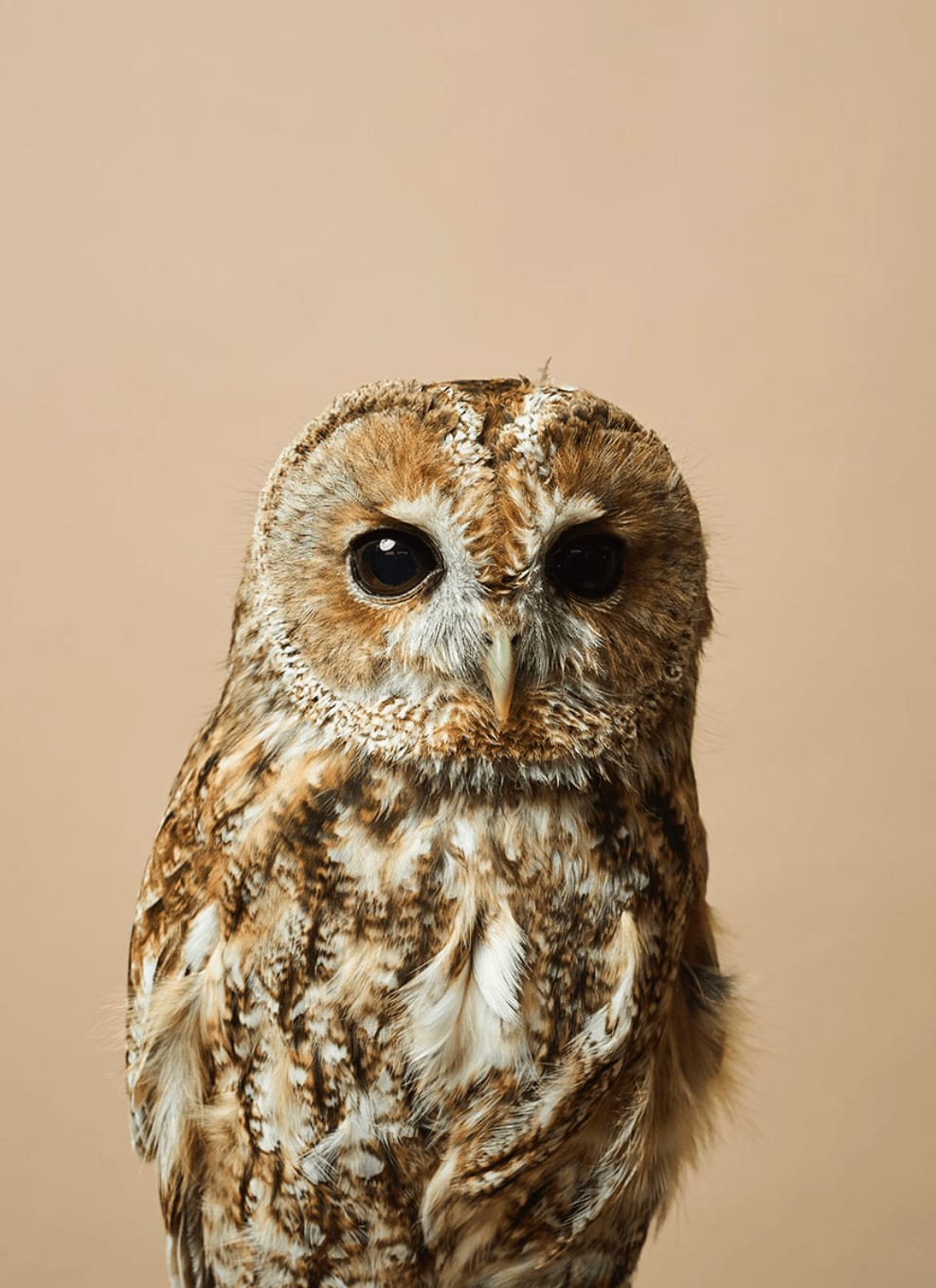 Luke Stephenson, Owl #1, 2019