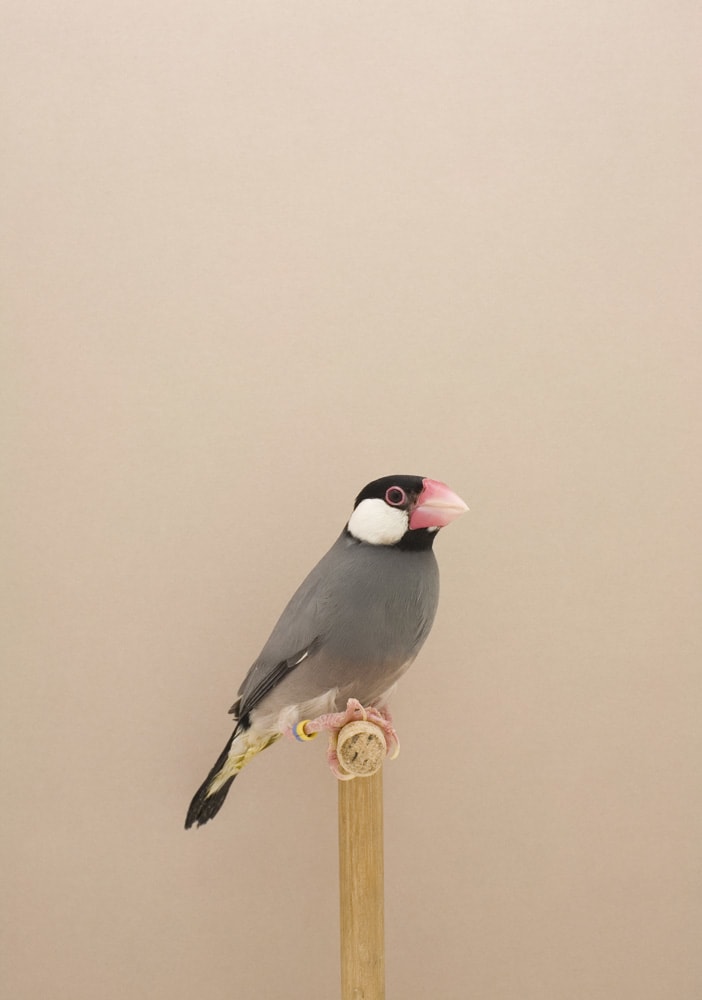 Luke Stephenson, Java Sparrow #1, 2009
