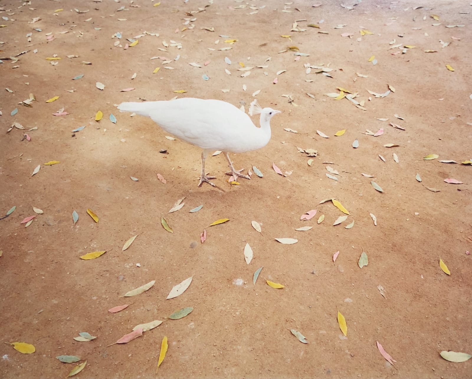 Vasantha Yogananthan, White Peacock, 2013