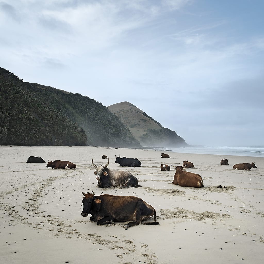 Daniel Naudé, Xhosa Cattle on the Shore, Mgazi, Eastern Cape, 2010
