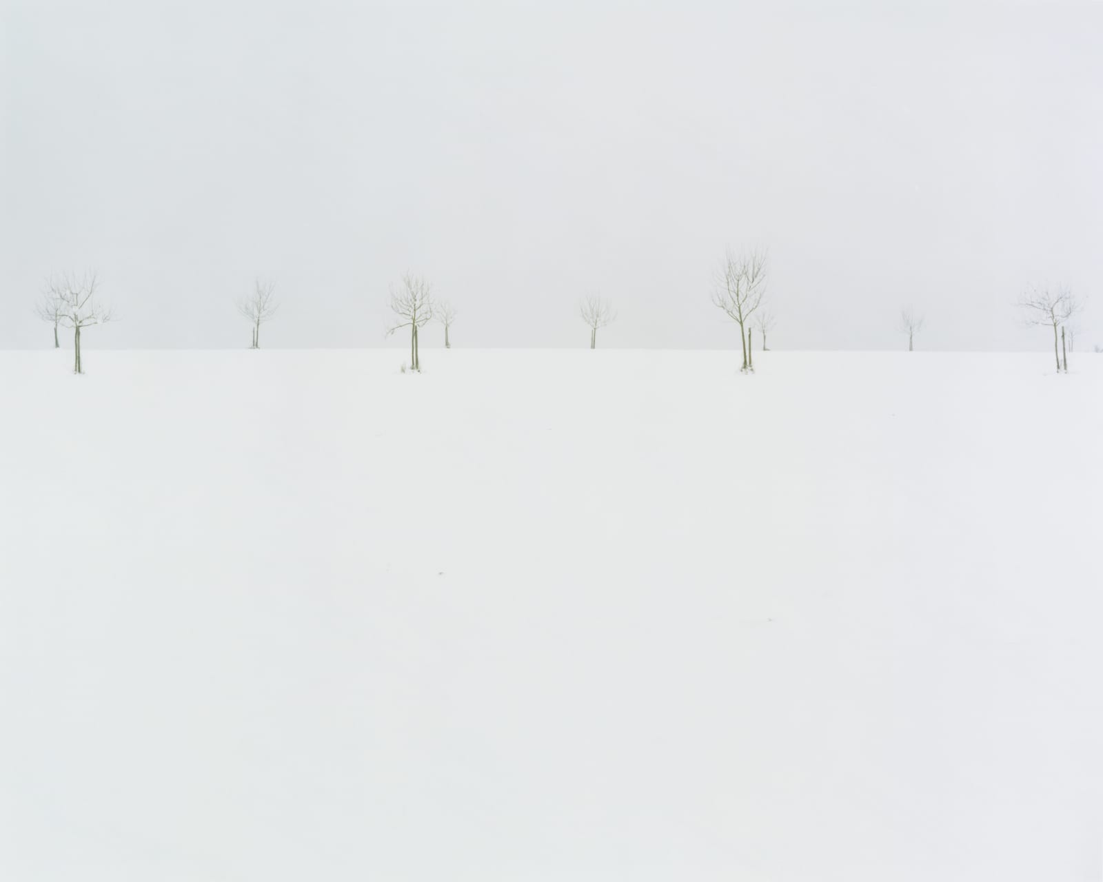 Nicholas Hughes, Untitled 4, 2005