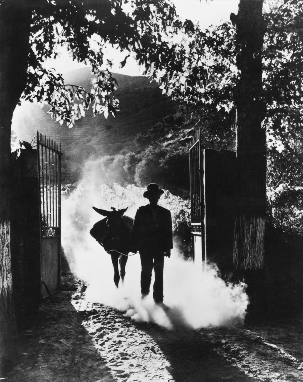 Bert Hardy, The Port Harvest, 1951