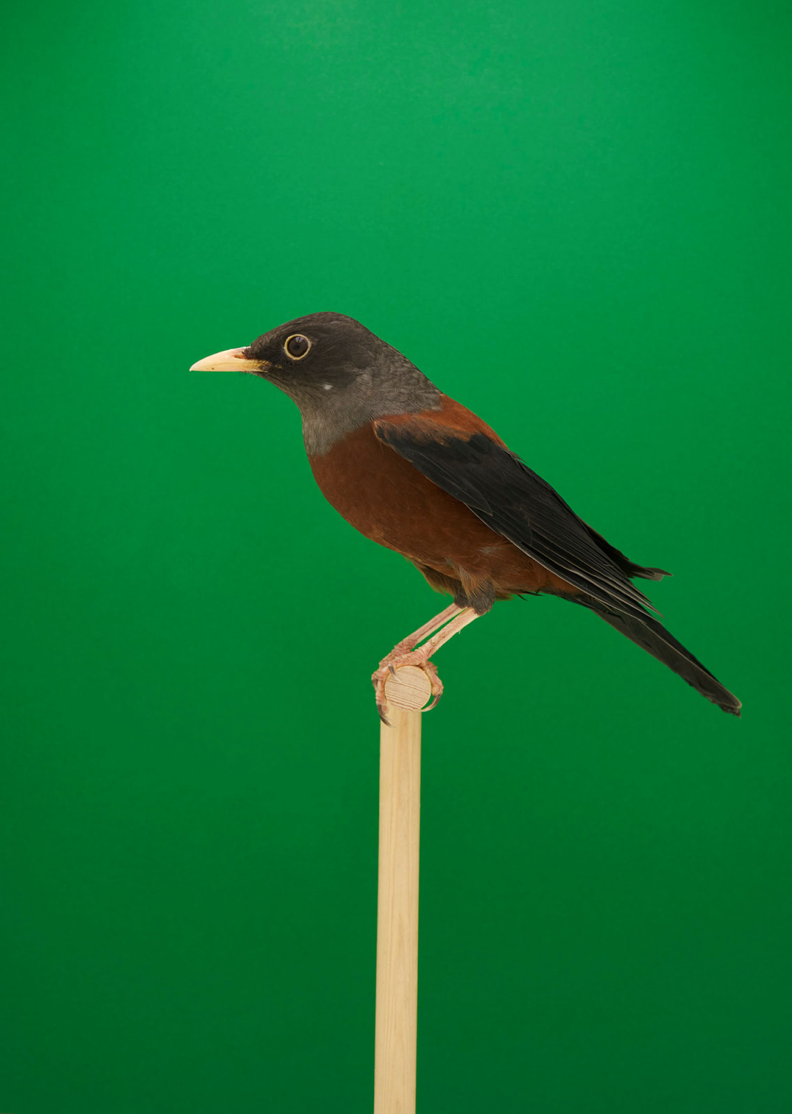 Luke Stephenson, Chestnut Thrush #1, 2021