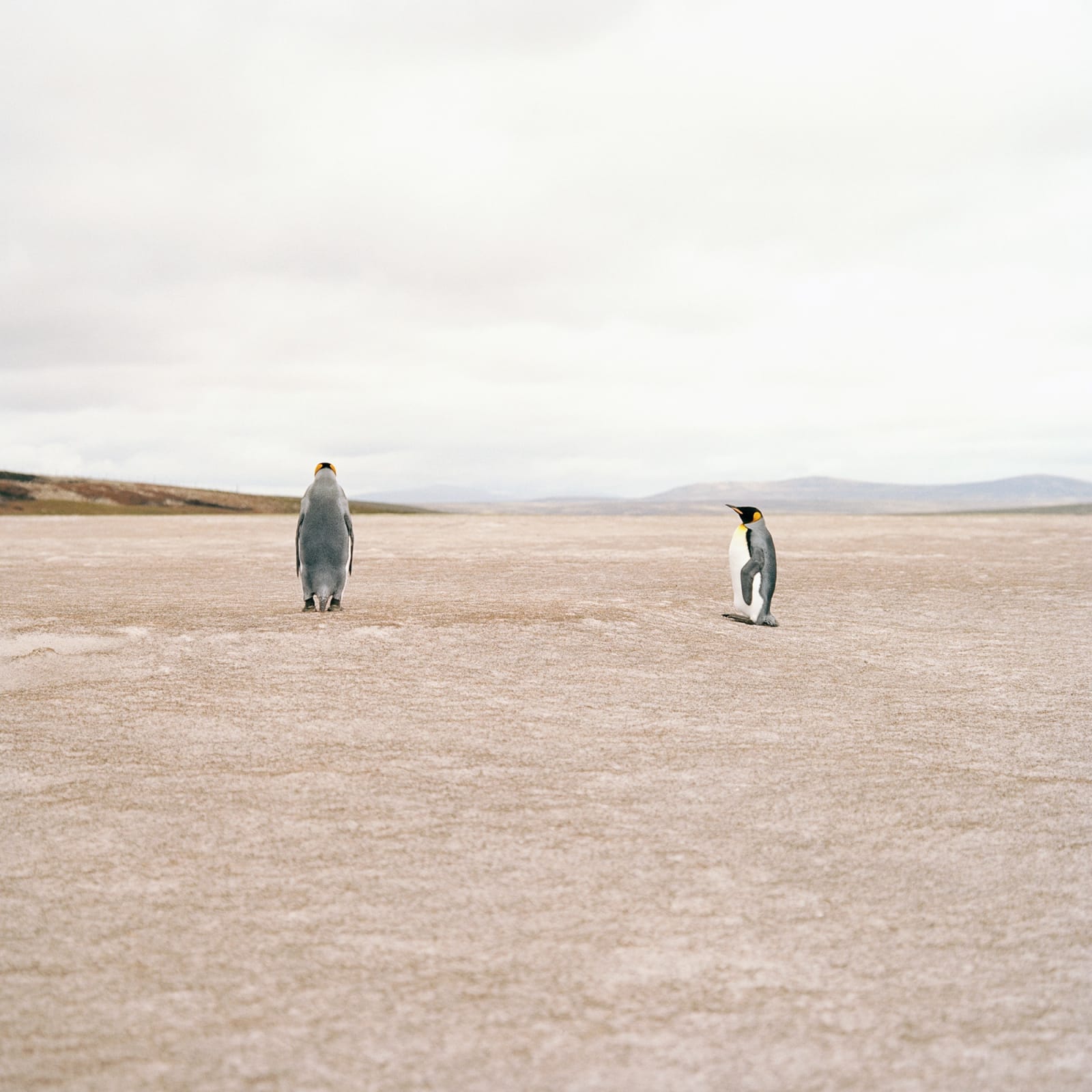 Jon Tonks, Volunteer Point, Falkland Islands, 2011