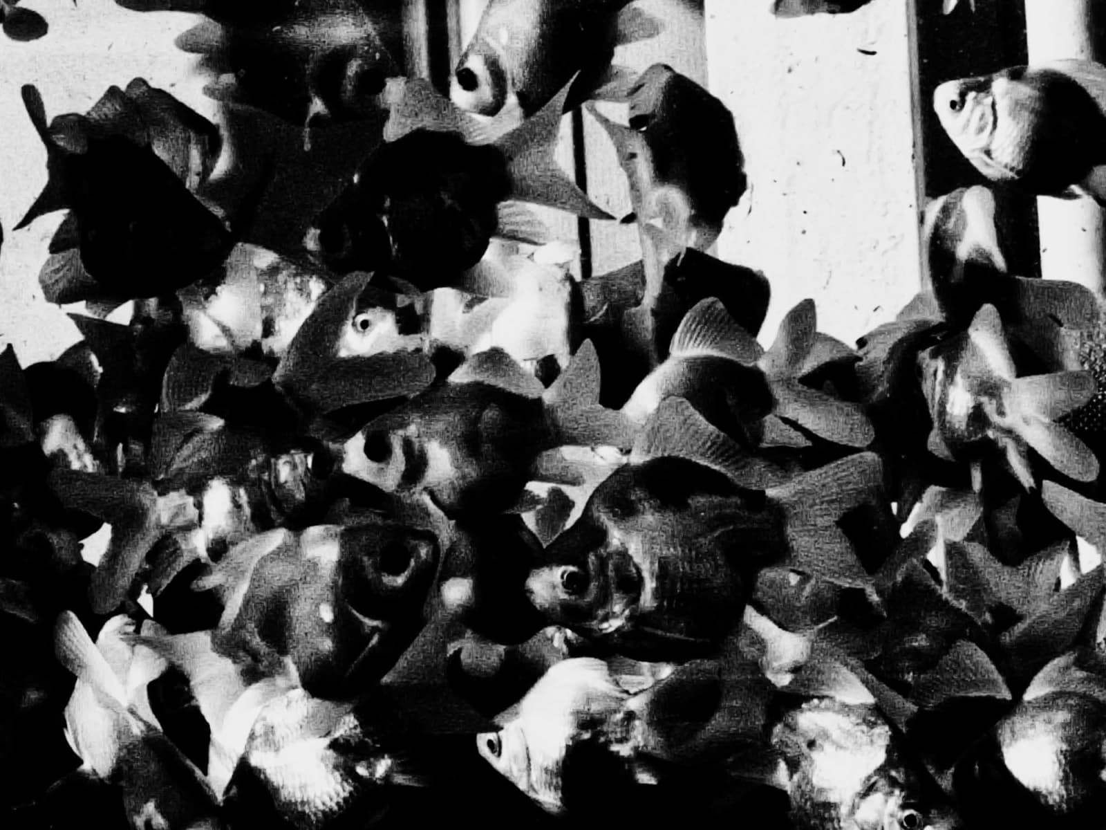 Daido Moriyama, Monochrome, 2018-2022