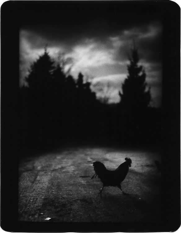 Giacomo Brunelli, Cock, 2005-2008