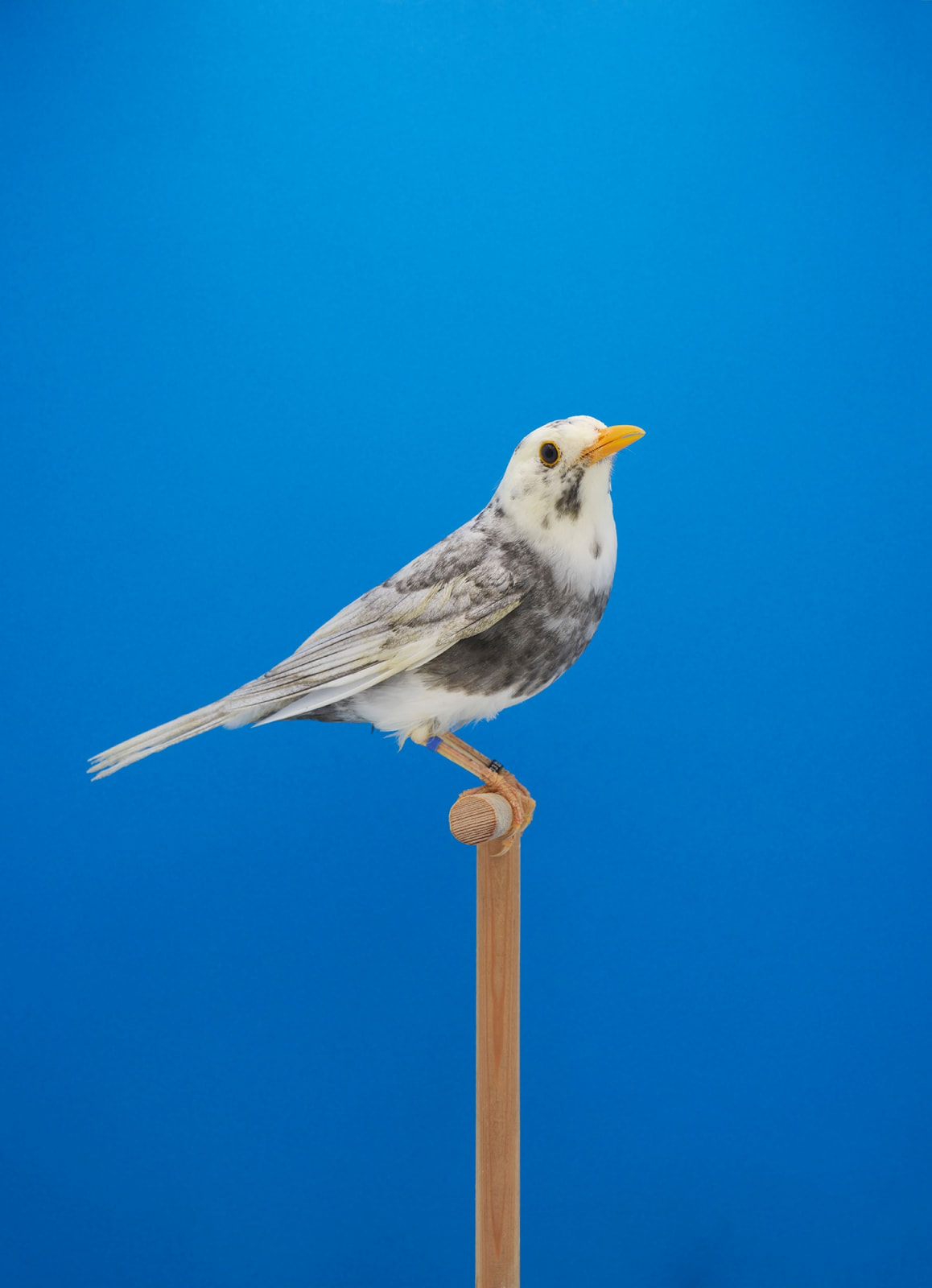Luke Stephenson, Grizzle Blackbird #1, 2021