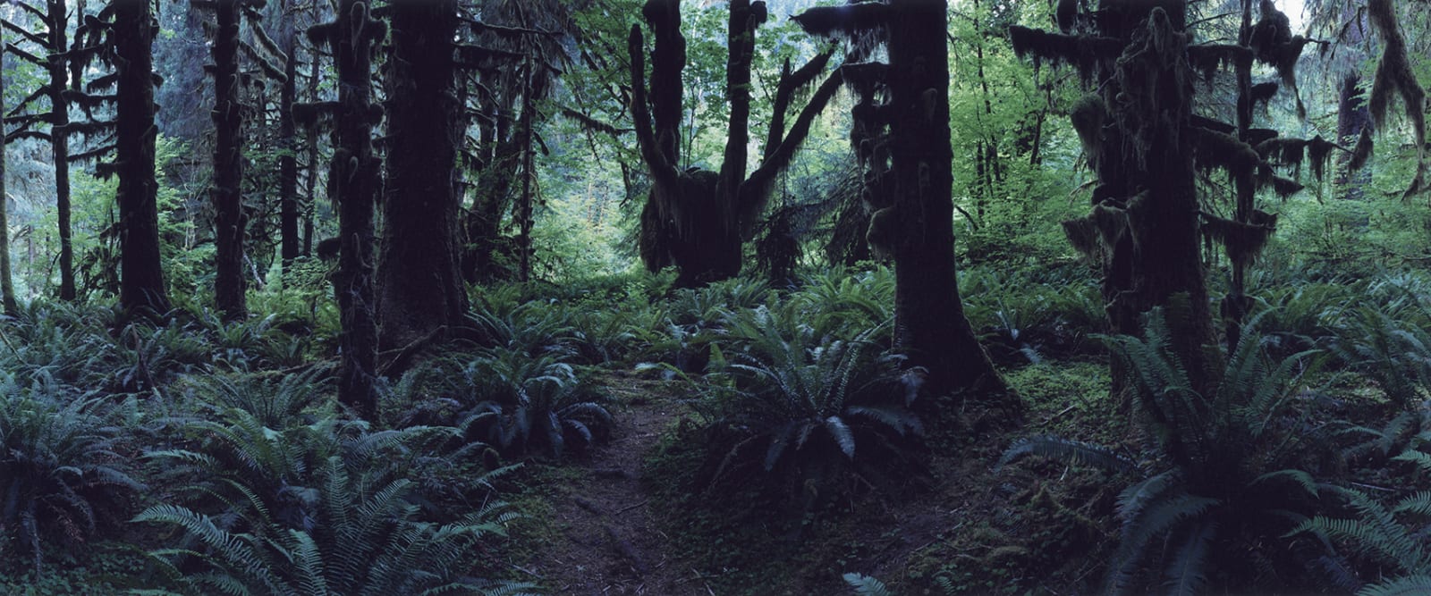 Chrystel Lebas, Regarding Forests, Hoh Rain Forest #3, Olympic National Park, 2019