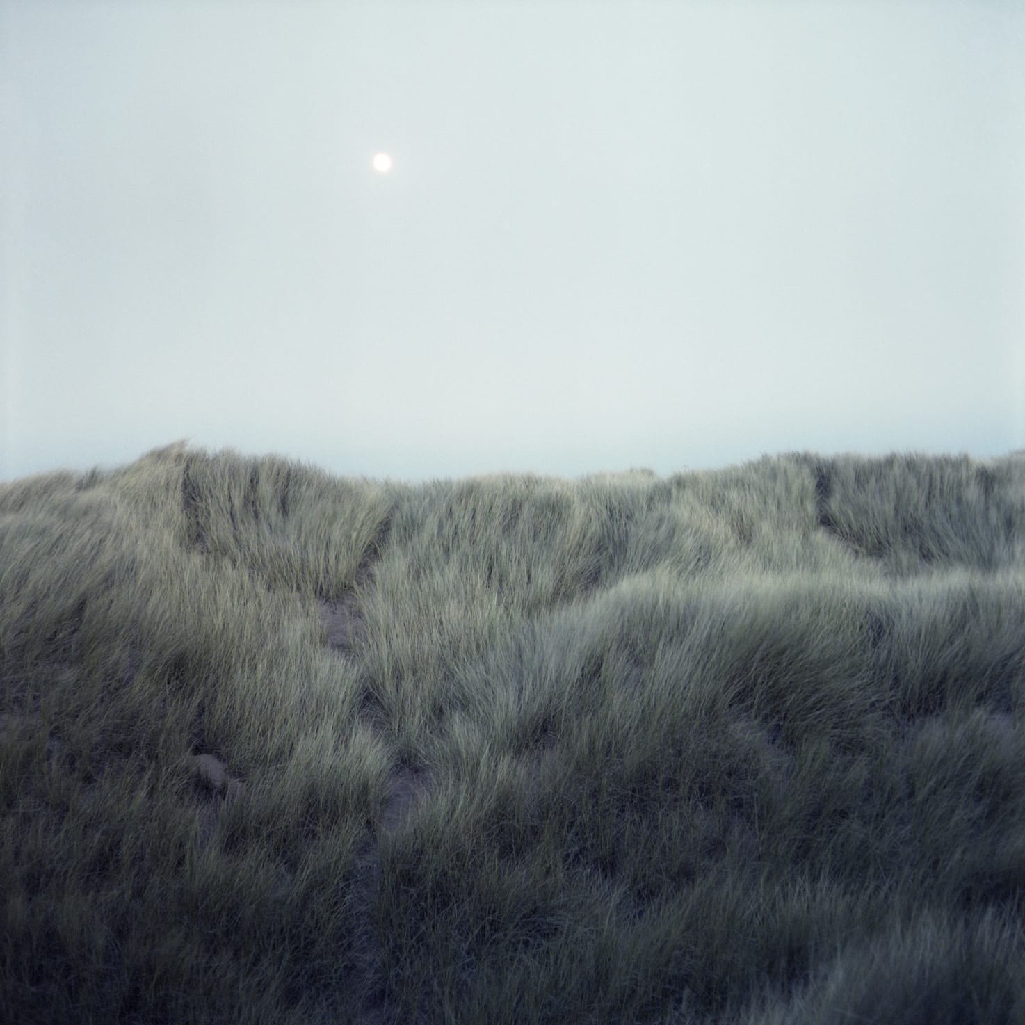 Sophie Gerrard, Menie Marram #5, 2012