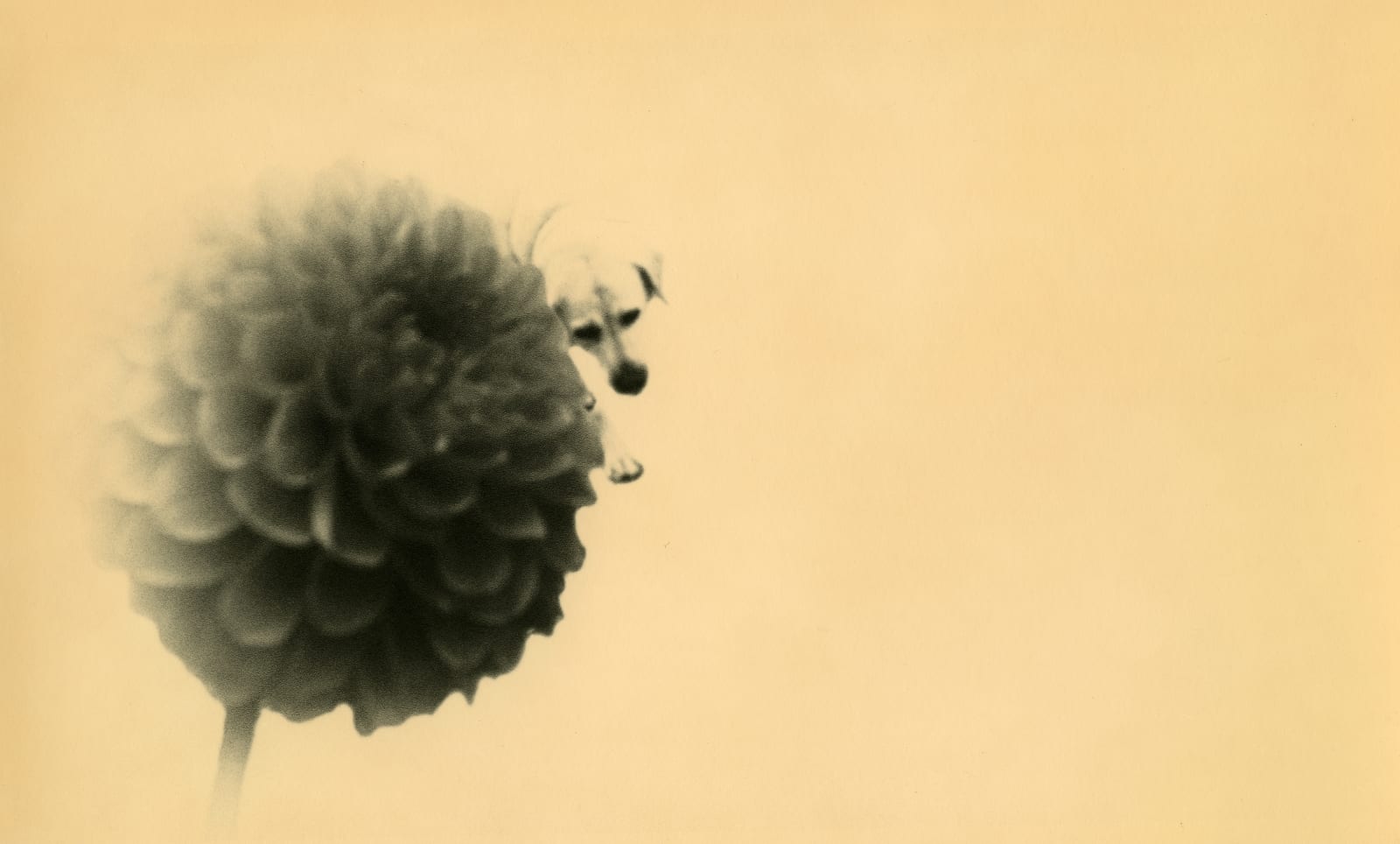 Miho Kajioka, BK0360, 2018
