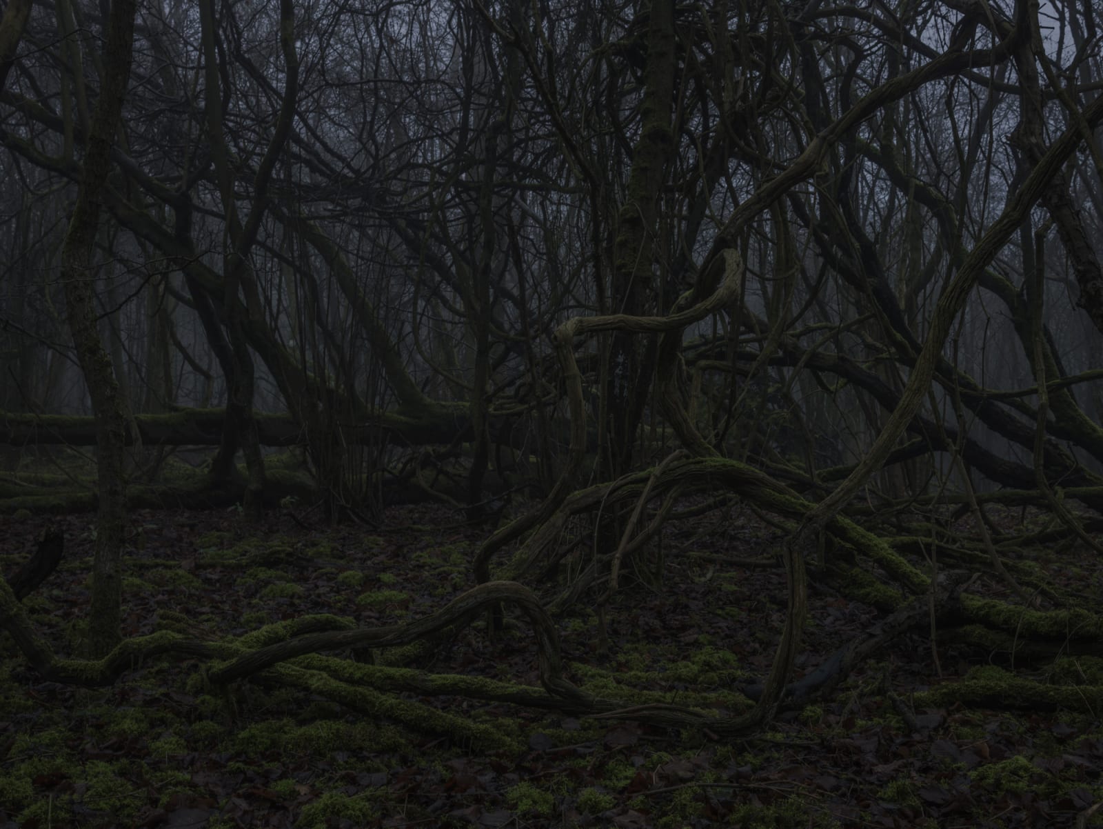 Simon Roberts, Weeds and the Wilderness #12, 2018