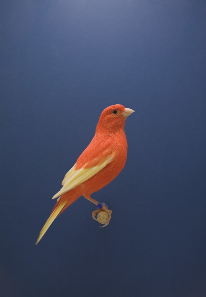 Luke Stephenson, Red Canary #2, 2009