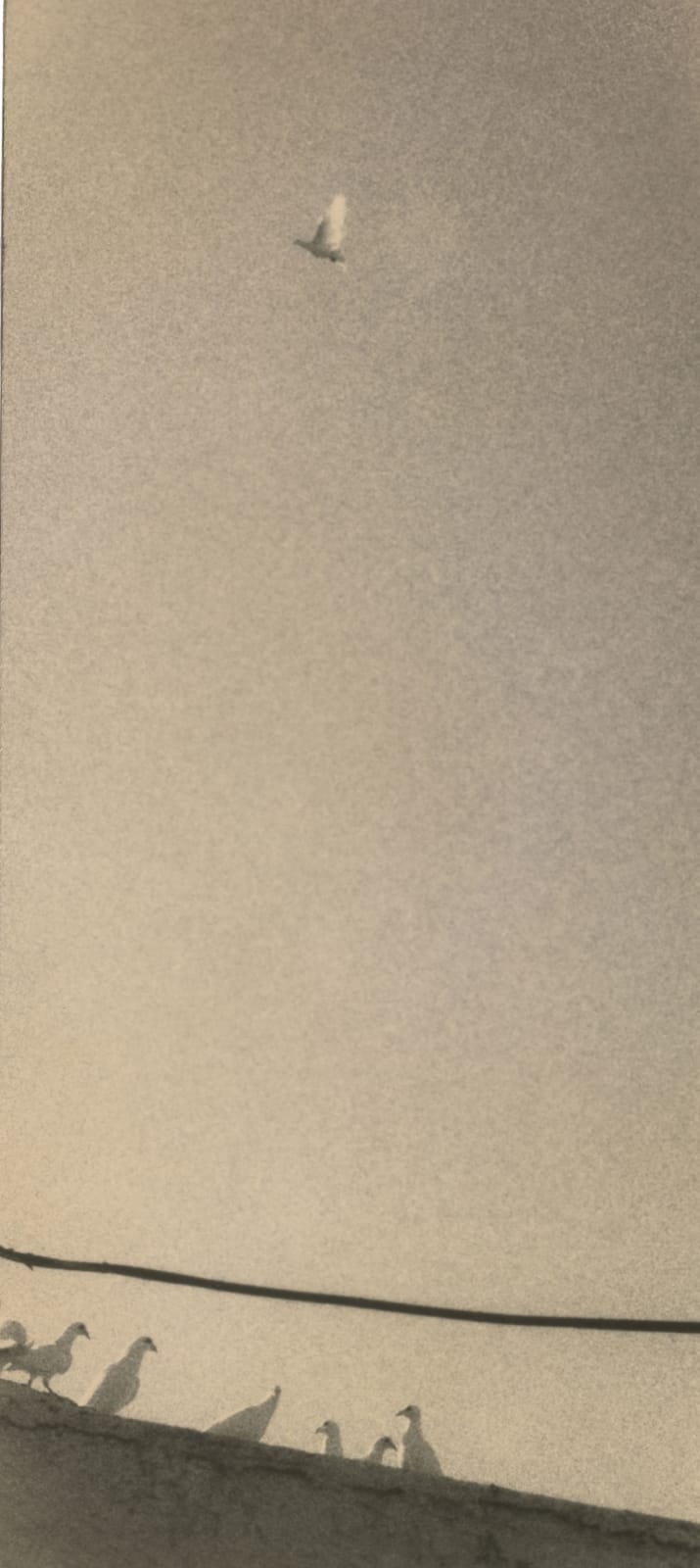Miho Kajioka, BK0601, 2020