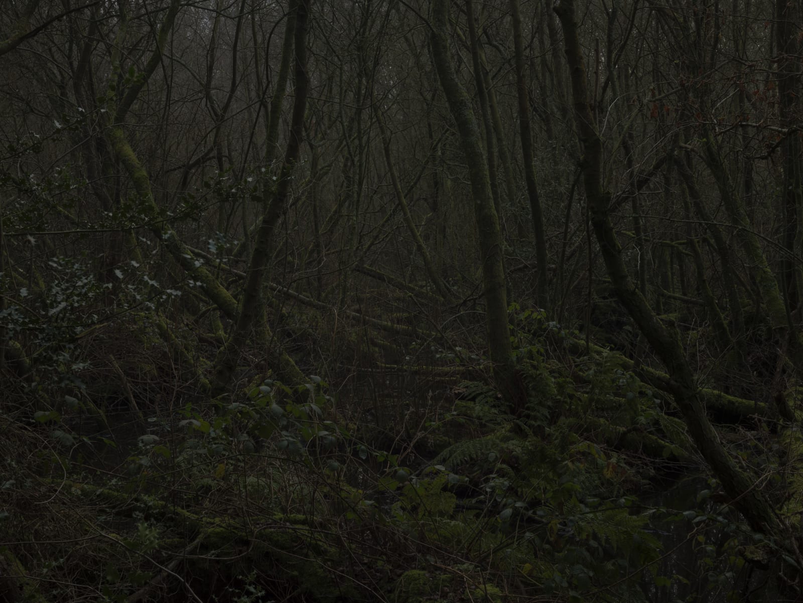 Simon Roberts, Weeds and the Wilderness #8, 2019