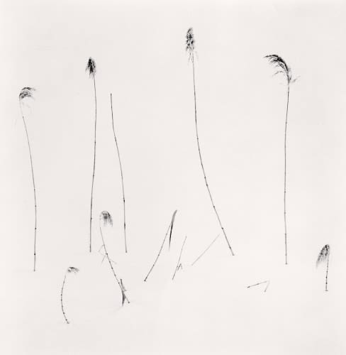 Michael Kenna, Twelve Winter Stalks, Furano, Hokkaido, Japan, 2012