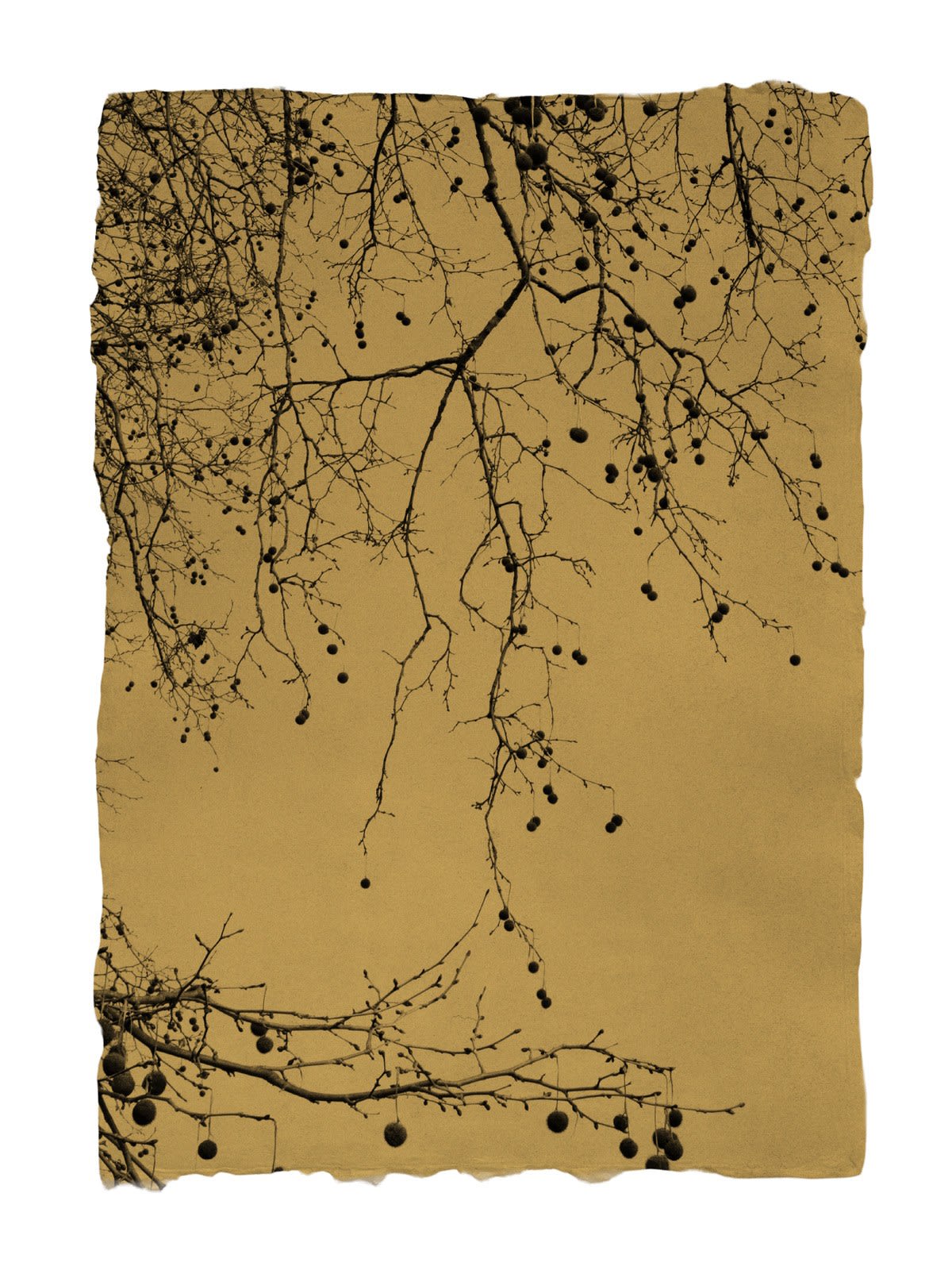 Paul Cupido, Printemps I