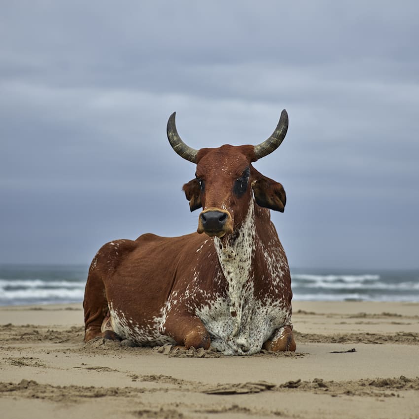 Daniel Naudé, Xhosa Cow Sitting on the Shore, Eastern Cape, 2018