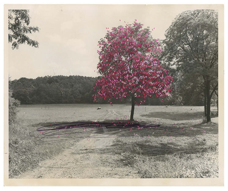 Julie Cockburn, Fleeting Blossom, 2024