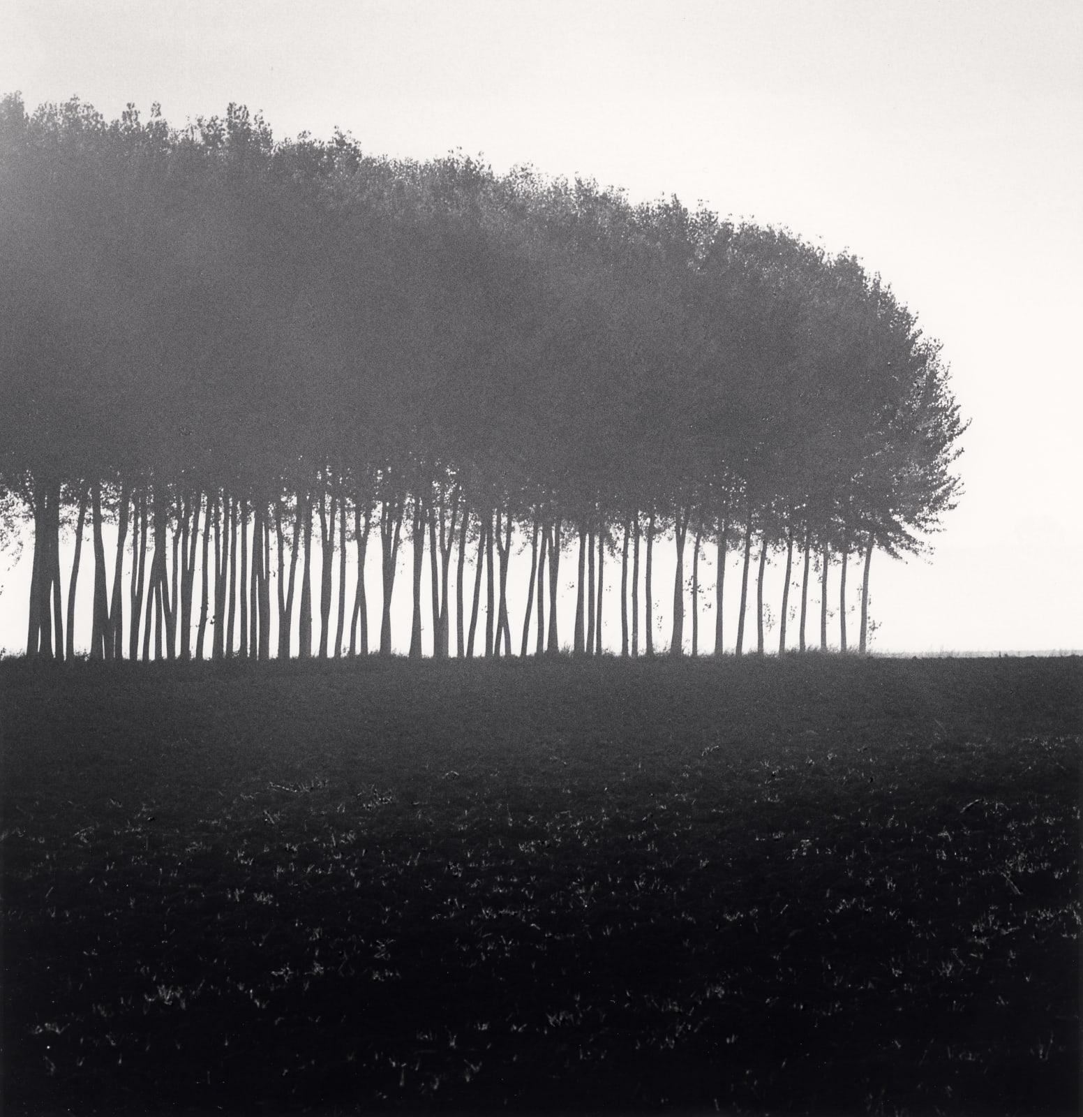 Michael Kenna, Morning Trees, Gualtieri, Reggio Emilia, Italy, 2017