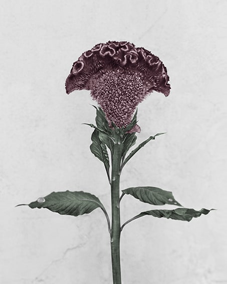 Vee Speers, Celosia Cristata, 2016