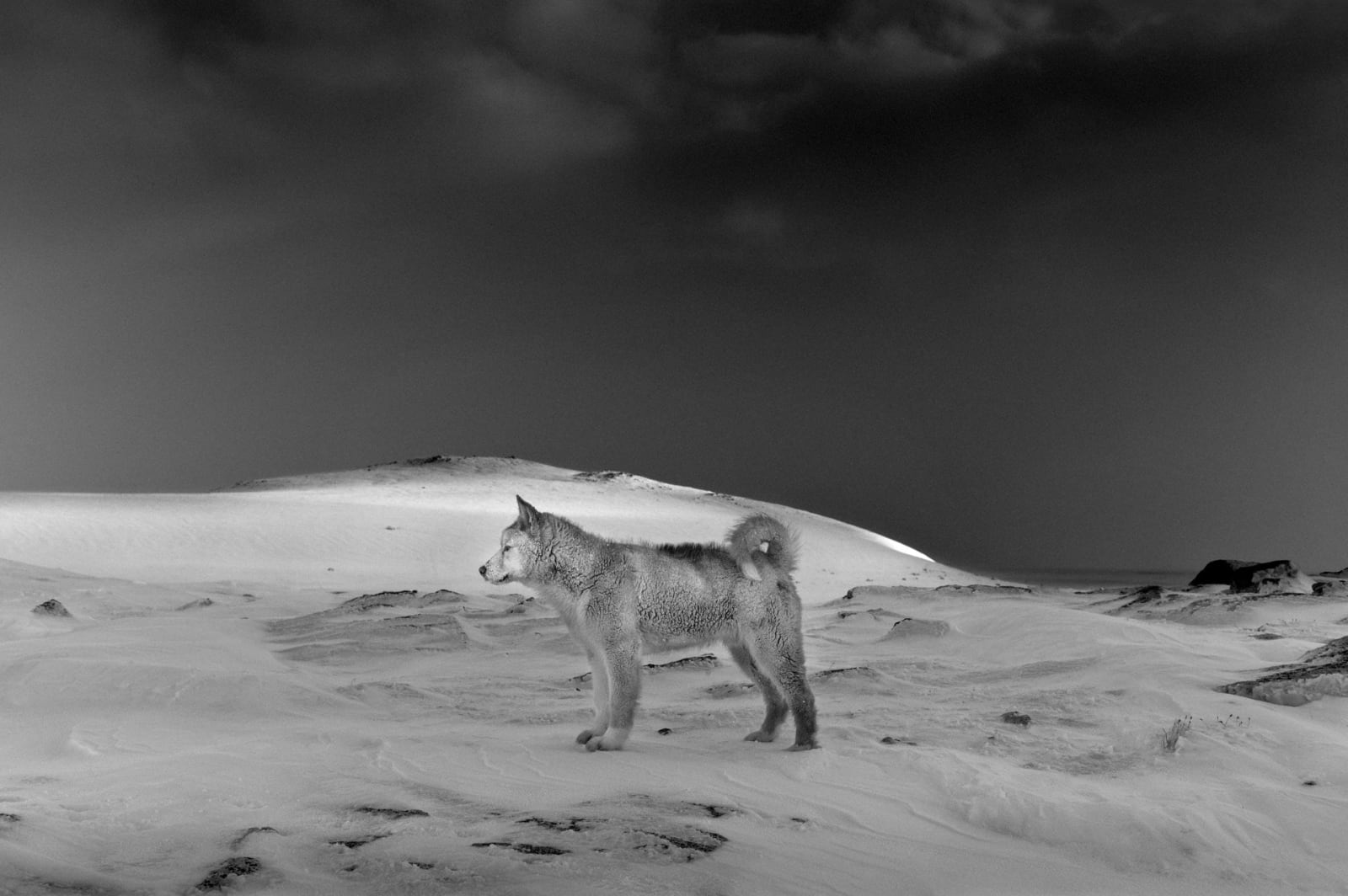 Ragnar Axelsson, Sled Dogs, Kap Tobin, East Greenland, 2013