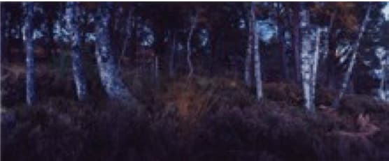 Chrystel Lebas, Re-visiting Betula alba var. parviflora wood Aviemore Plate n°1243, Aviemore, Rothiemurchus, October 2011 57°8.811’ N 3°50.001’ W, 2011