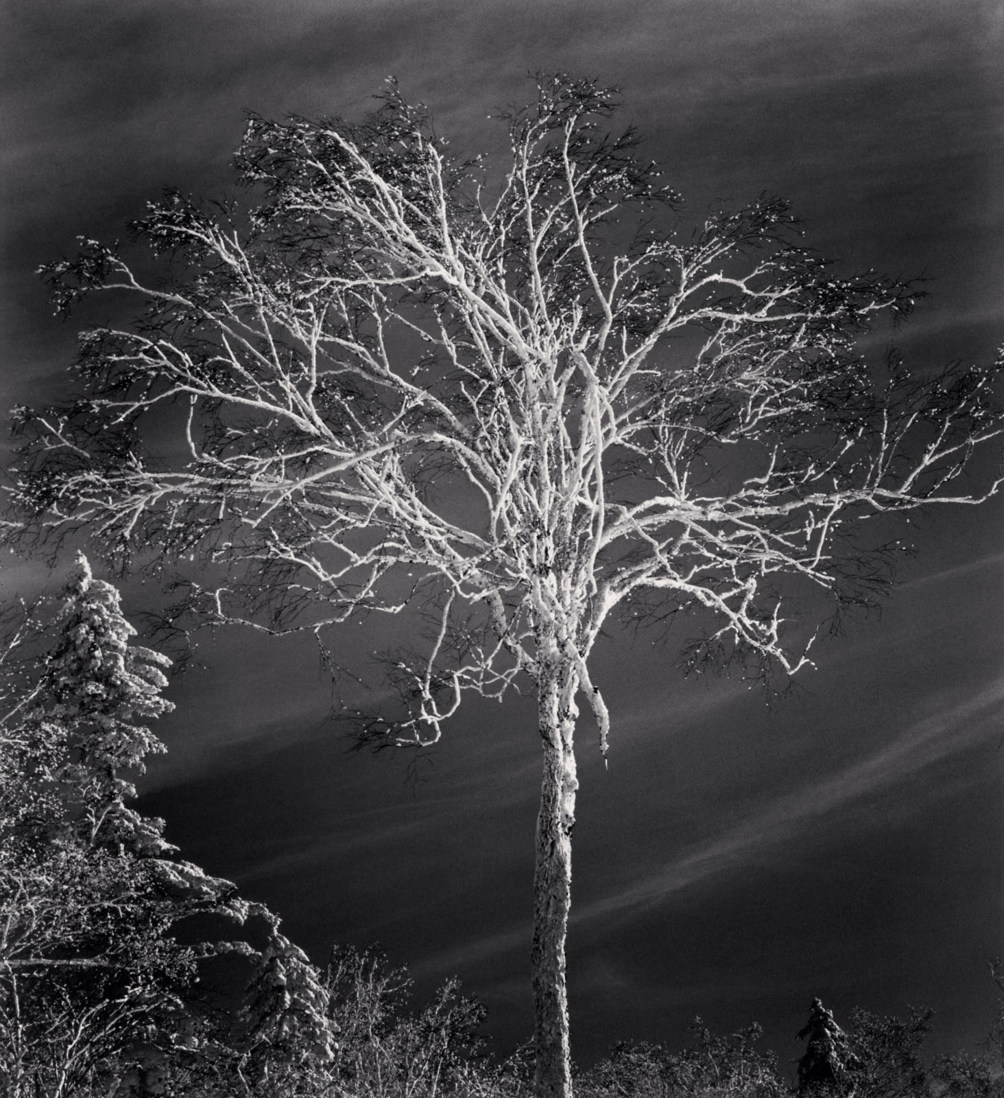 Michael Kenna, Frosted Tree, Heilongjiang, China, 2011
