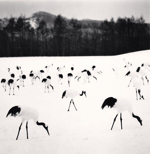 Michael Kenna, Flock of Red Crown Cranes, Tsurui, Hokkaido, Japan, 2005