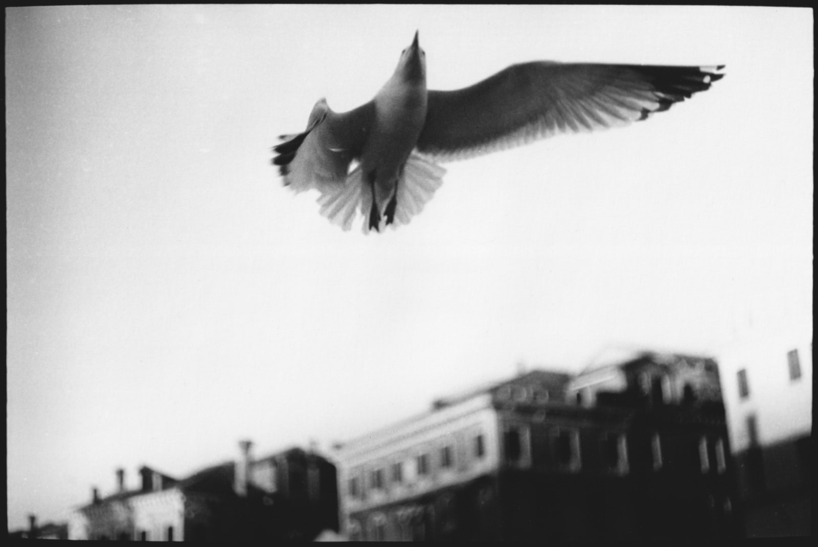 Giacomo Brunelli, Untitled #15 (Seagull), 2022