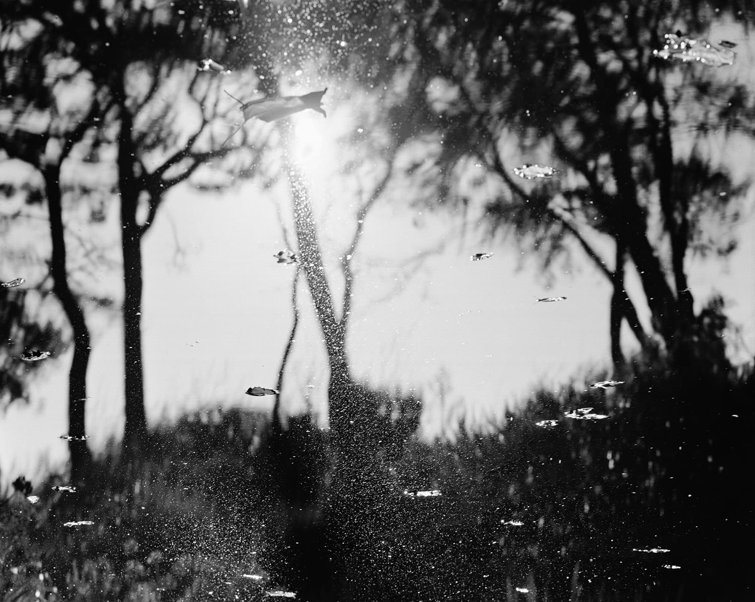 Nicholas Hughes, Verse I, #7, 2016