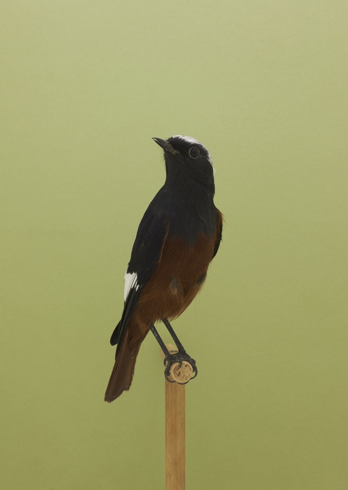 Luke Stephenson, Güldenstädt's Redstart #1, 2016