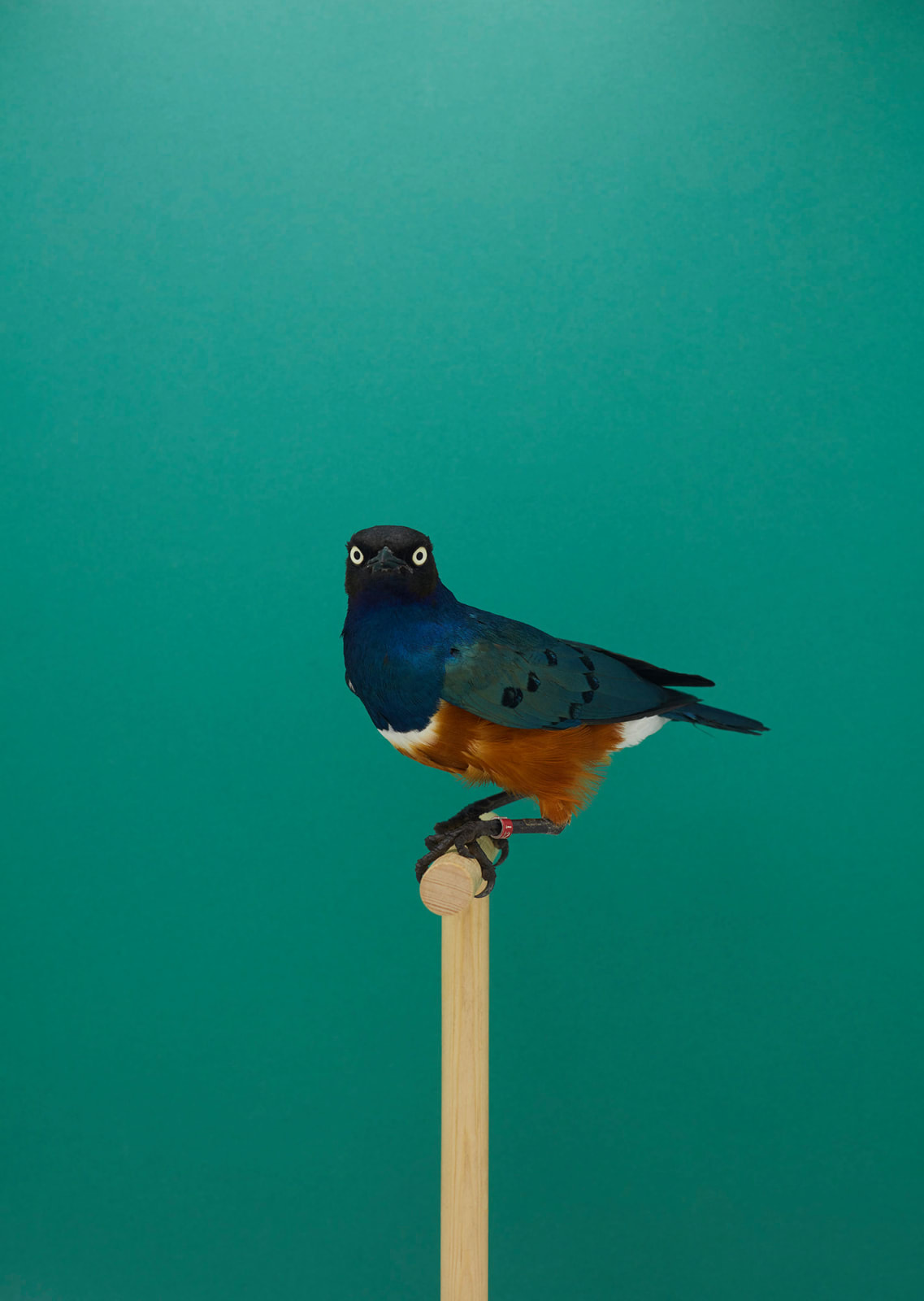 Luke Stephenson, Spreo Starling #1, 2019 | Print Sales