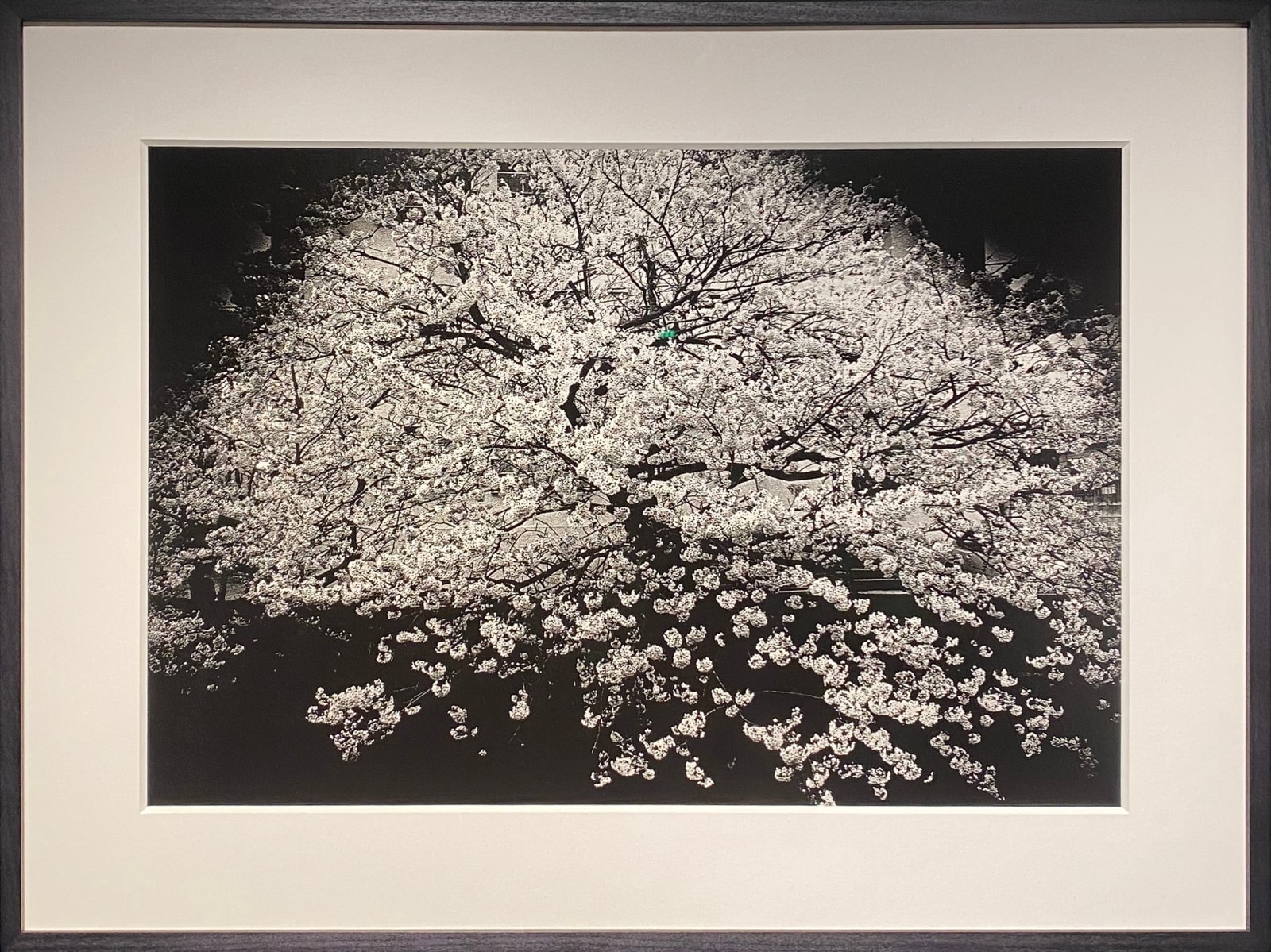 Daido Moriyama, Zushi, Kanagawa, 1982