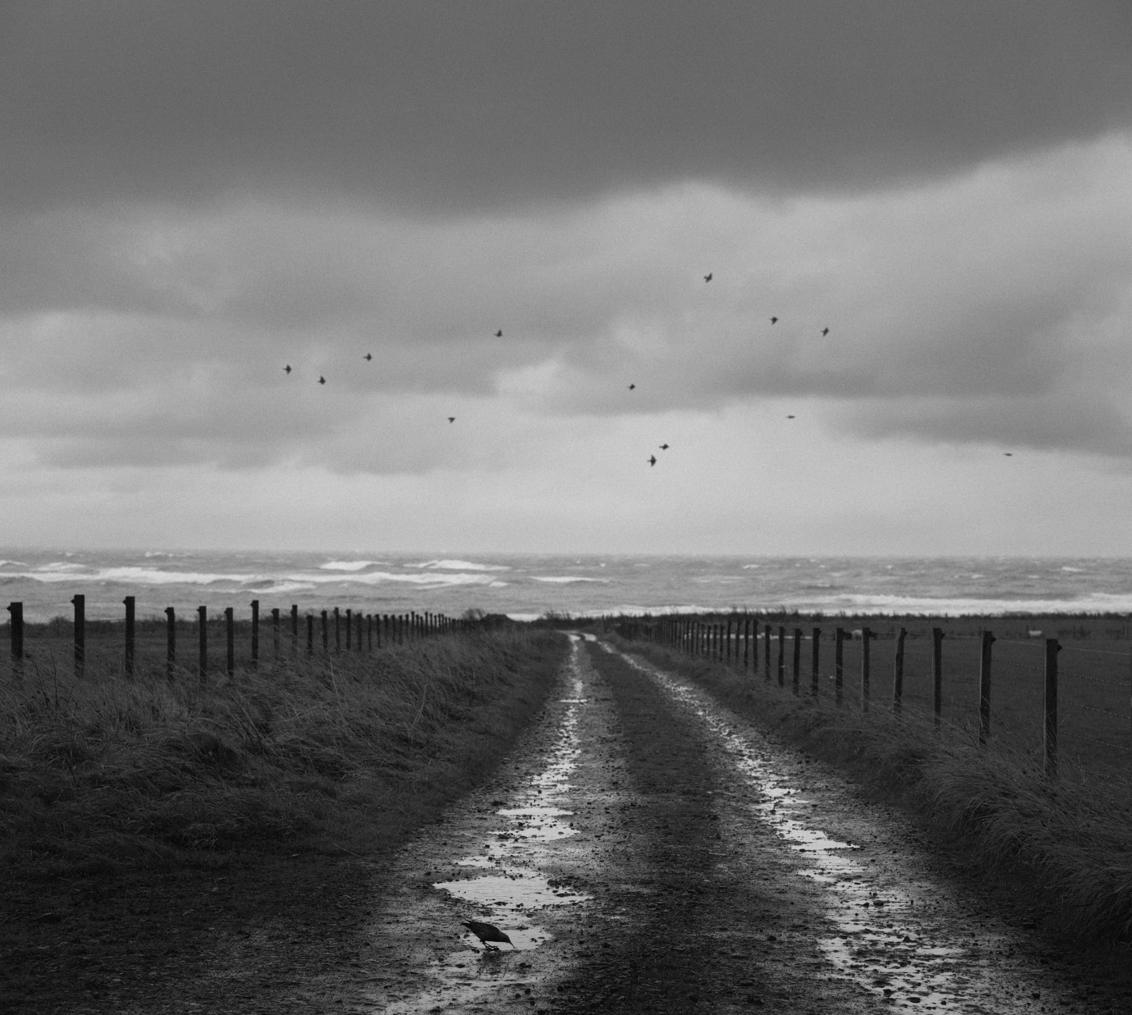 Pentti Sammallahti, Deerness, Mainland, Orkney, 2016
