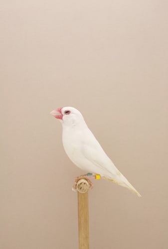 Luke Stephenson, Java Sparrow #2, 2009