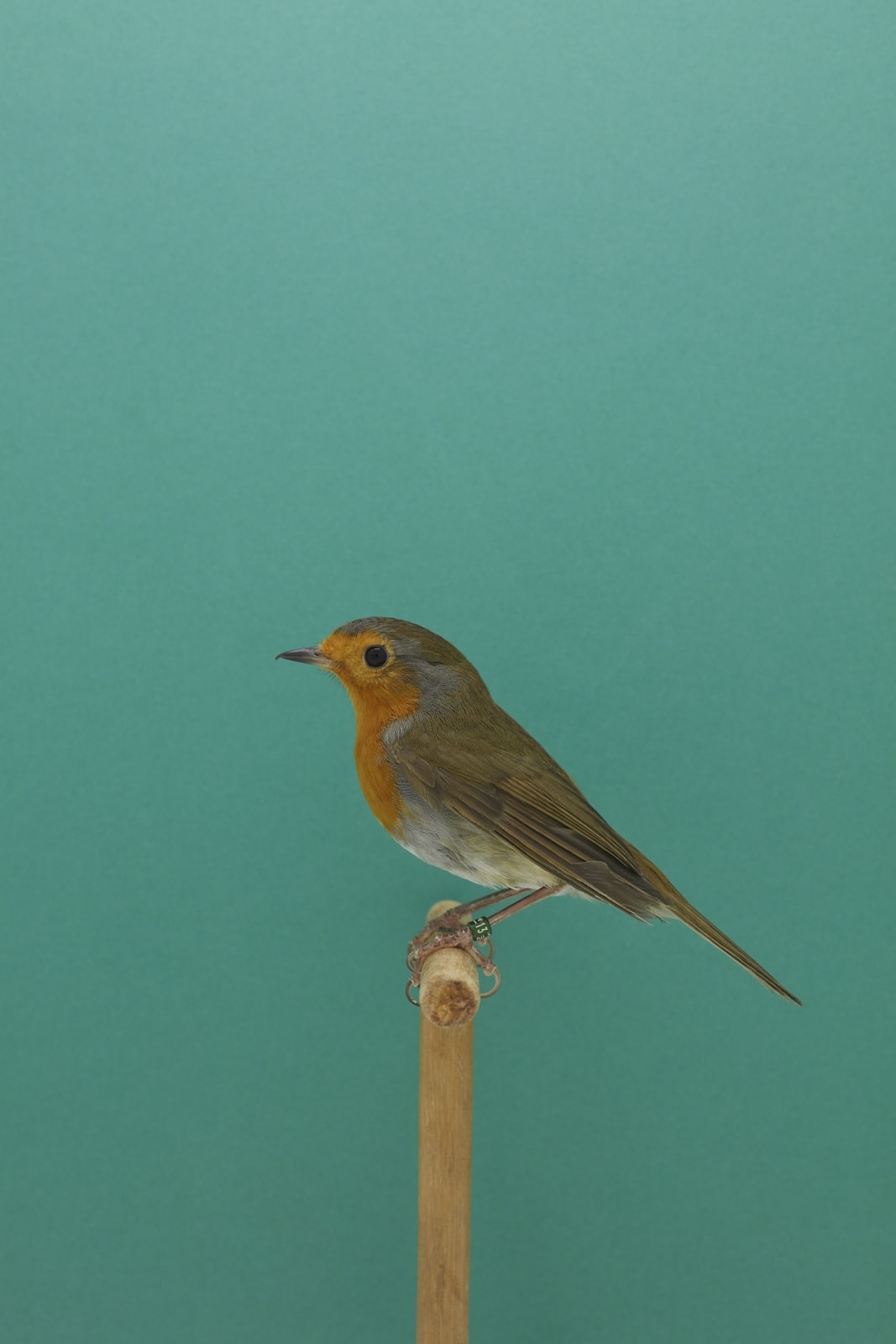 Luke Stephenson, European Robin #2, 2018