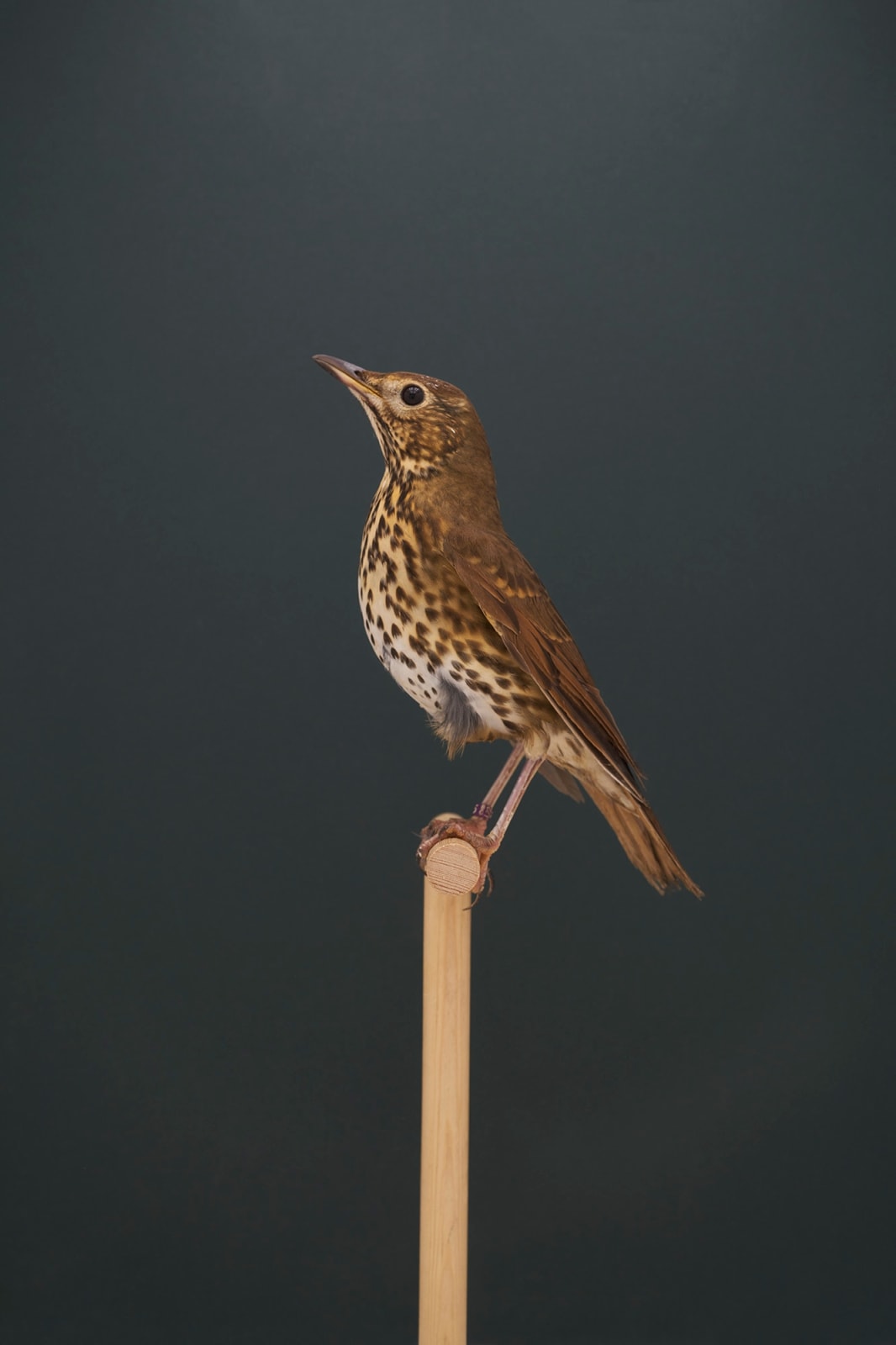Luke Stephenson, Song Thrush #2, 2021