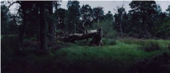 Chrystel Lebas, Re-visiting Pinus silvestris [illeg.]. Plate n°1245, Aviemore, Rothiemurchus, August 201257°8.691’N 3°50.304’ W, 2012