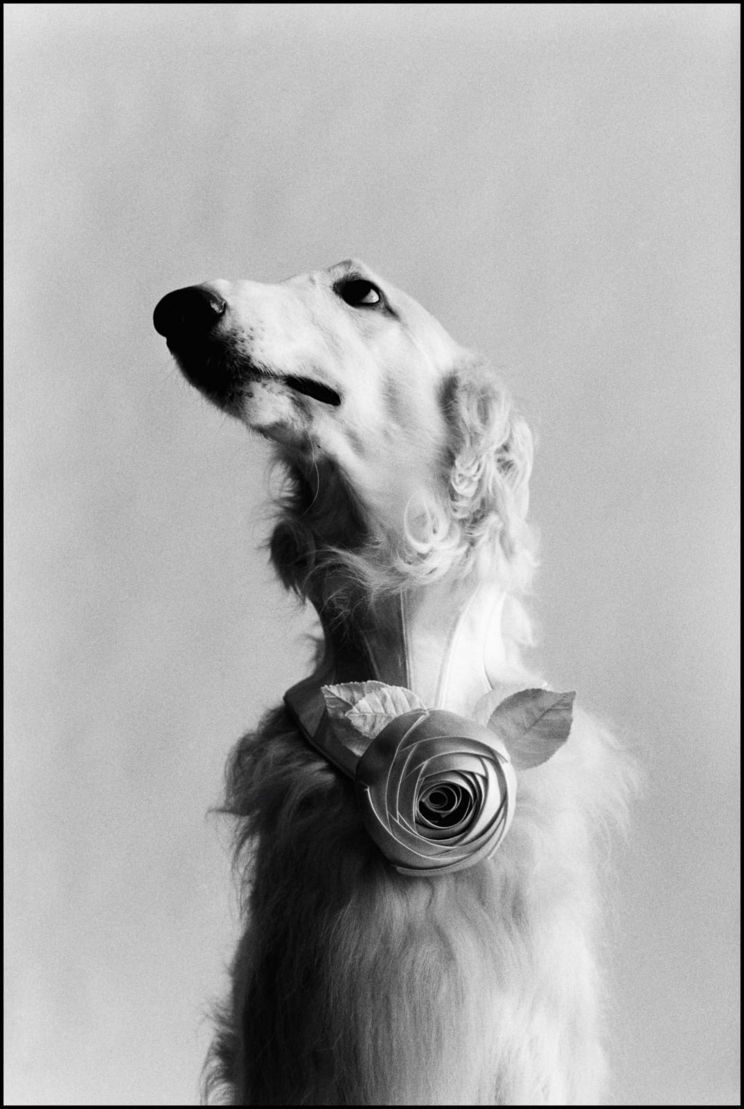 Elliott Erwitt, New York City (Dog portrait), 1999