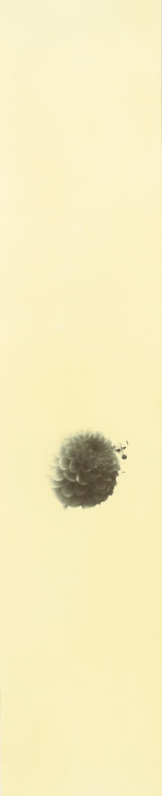 Miho Kajioka, BK0360, 2018