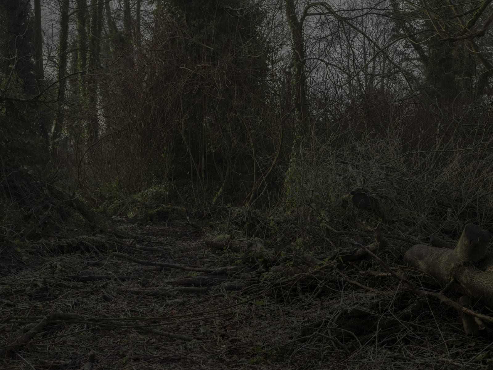 Simon Roberts, Weeds and the Wilderness #1, 2017