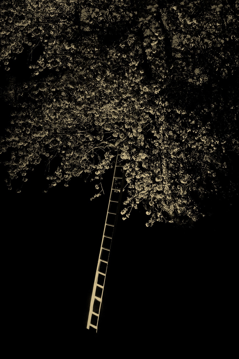 Paul Cupido, Tree Ladder , 2019