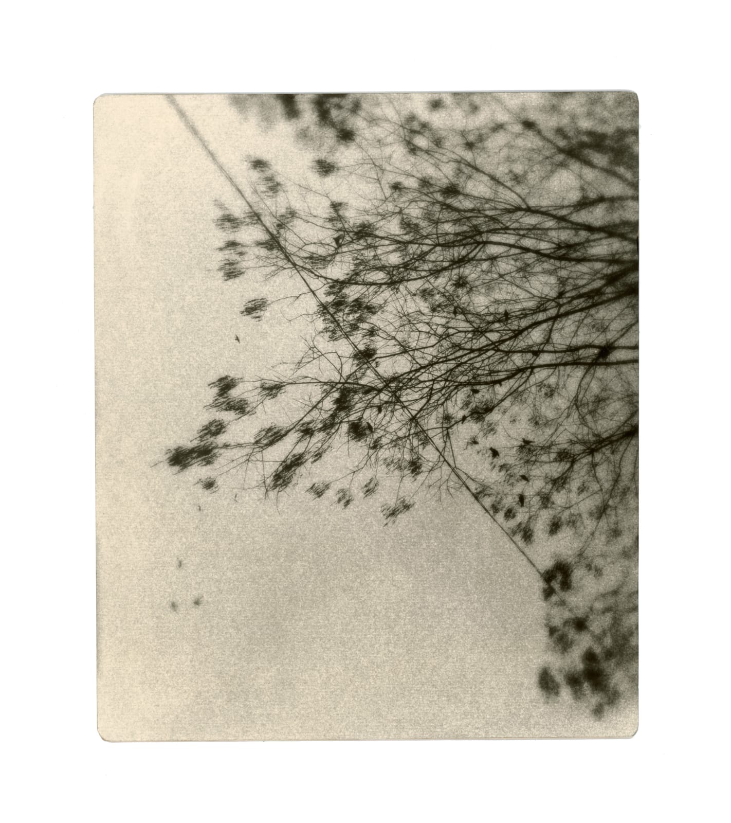 Miho Kajioka, #0085, 2023