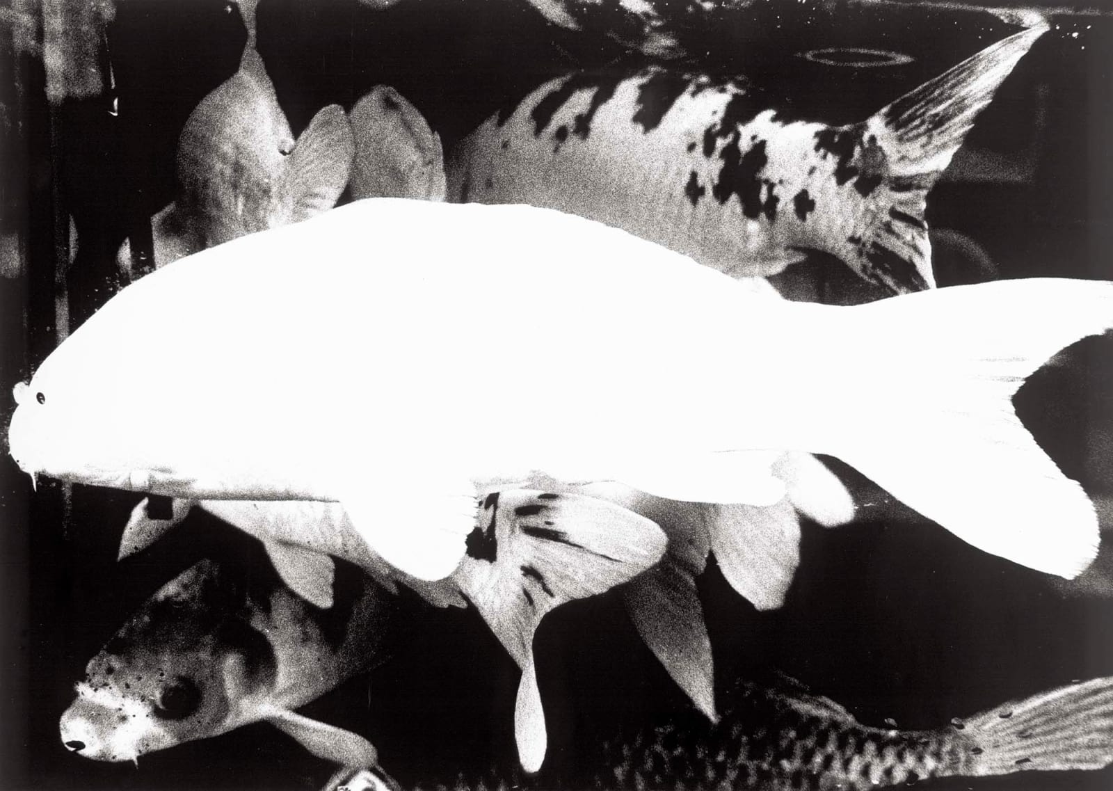 Daido Moriyama, Camera Mainichi, Hiroshima, 1974