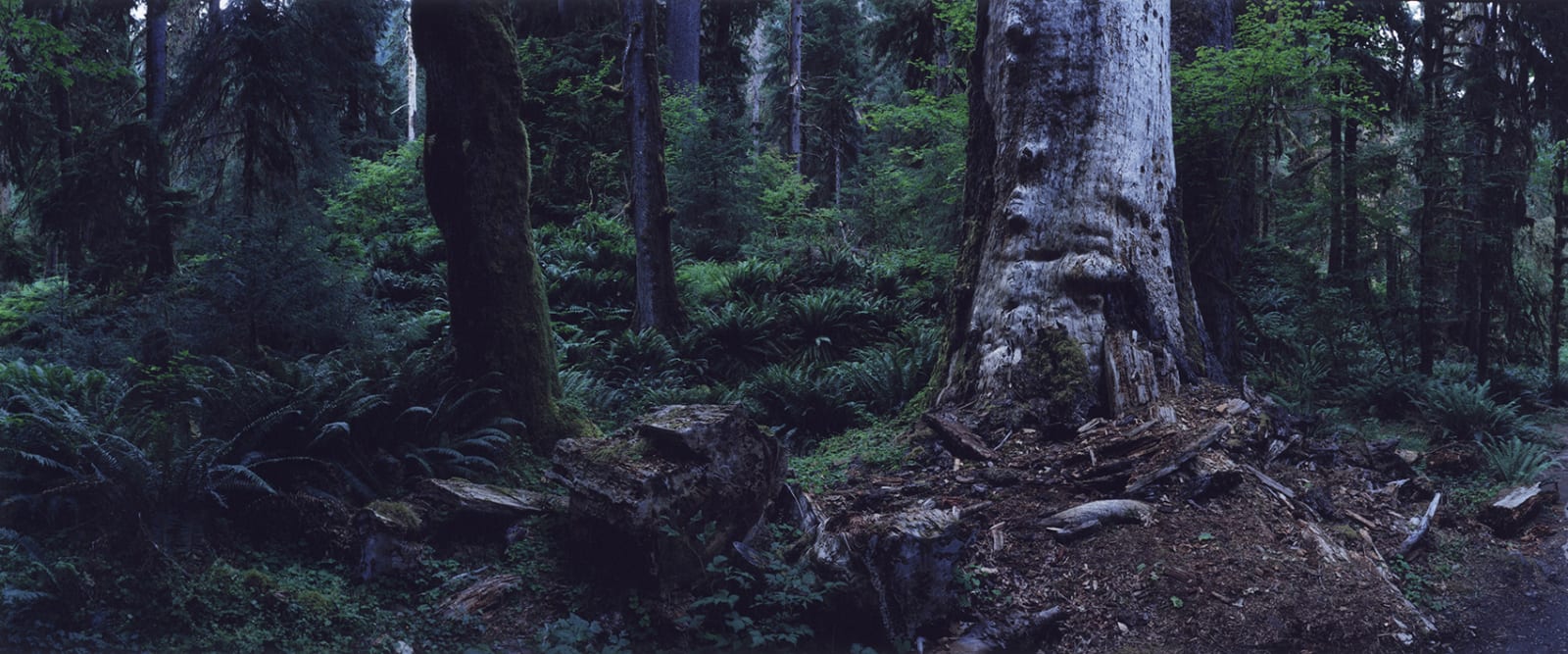 Chrystel Lebas, Regarding Forests, Hoh Rain Forest #1, Olympic National Park, 2019