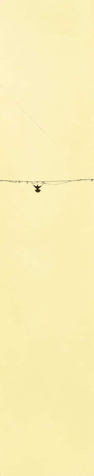 Miho Kajioka, BK0160, 2016