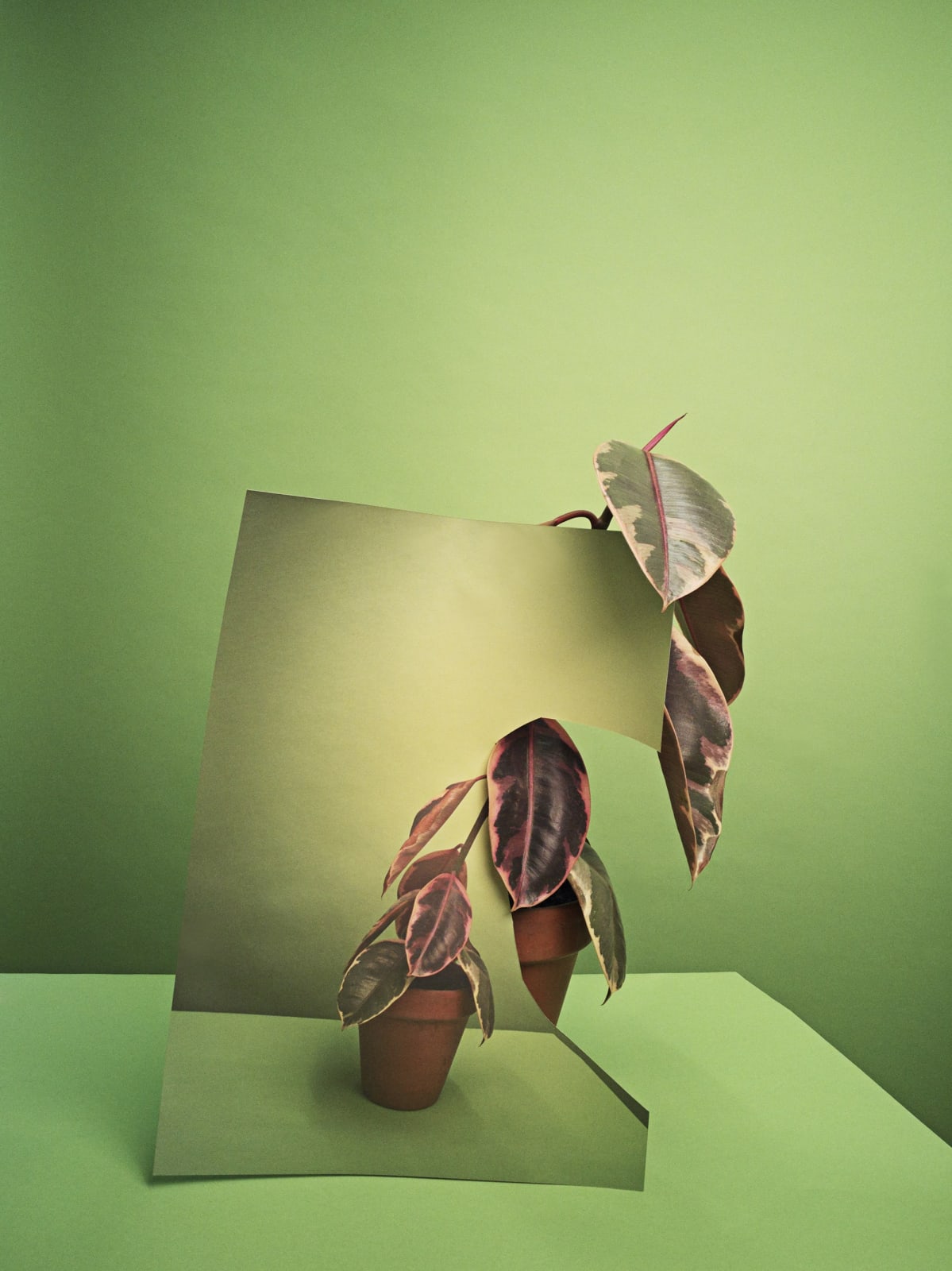 Alma Haser, Plant x2, 2017